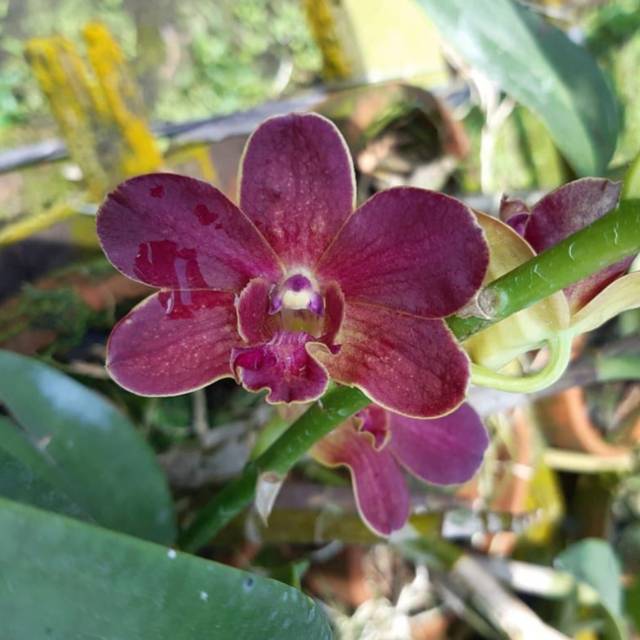 bibit Anggrek Dendrobium Sampran Red Dewasa