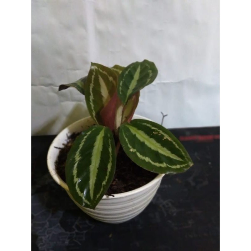 tanaman silver back calathea - BAKUL KEMBANG