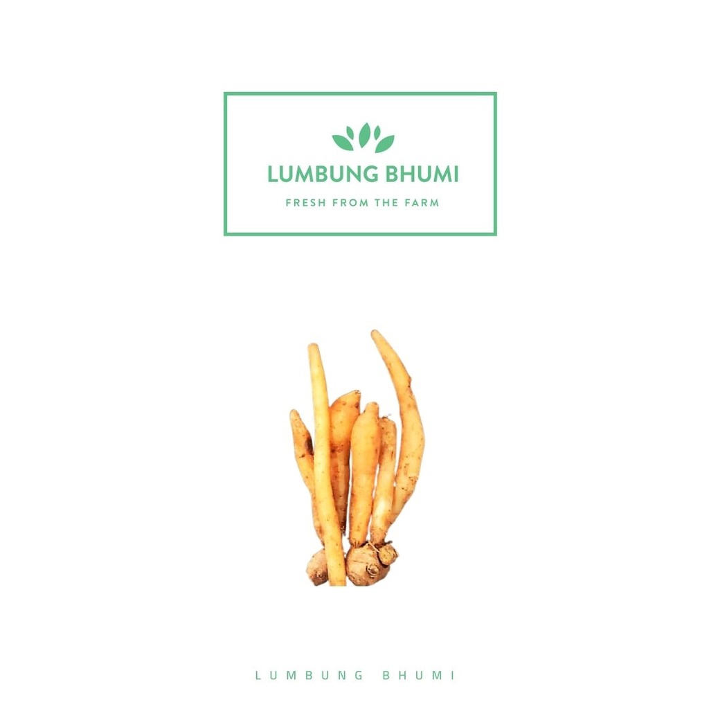 

Lumbung Bhumi - Temu Kunci 100 Gr ( Sayur Curah )