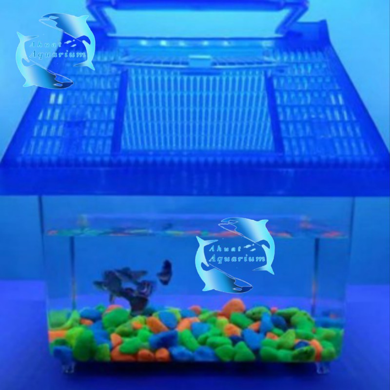AQUARIUM MINI| AKUARIUM IKAN CUPANG IWAK BERTA KURA KURA | TOPLES WADAH IKAN KECIL