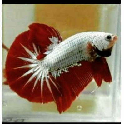 Cupang Plakat Red Dragon snow white