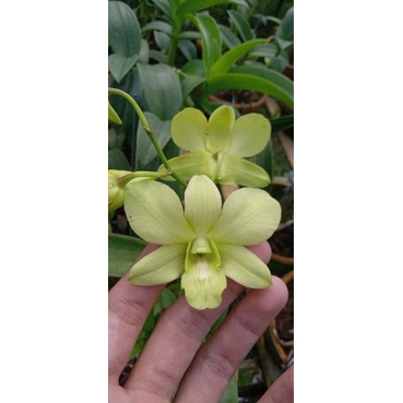 Anggrek Dendrobium Caesar Green spike