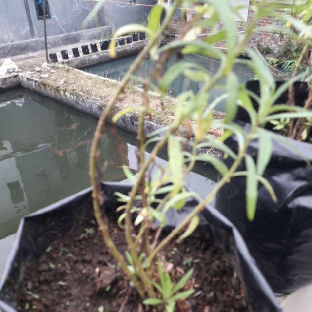 Pohon Bunga Lavender Tanaman Pengusir Nyamuk