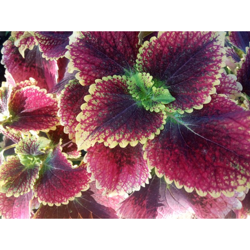 miana super premium id bara asmara