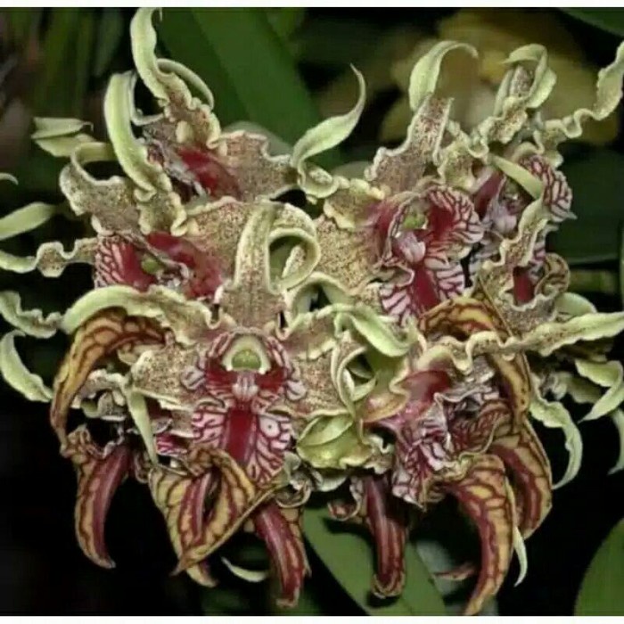 Anggrek Dendrobium Spectabile dewasa tanaman hias bisa cod