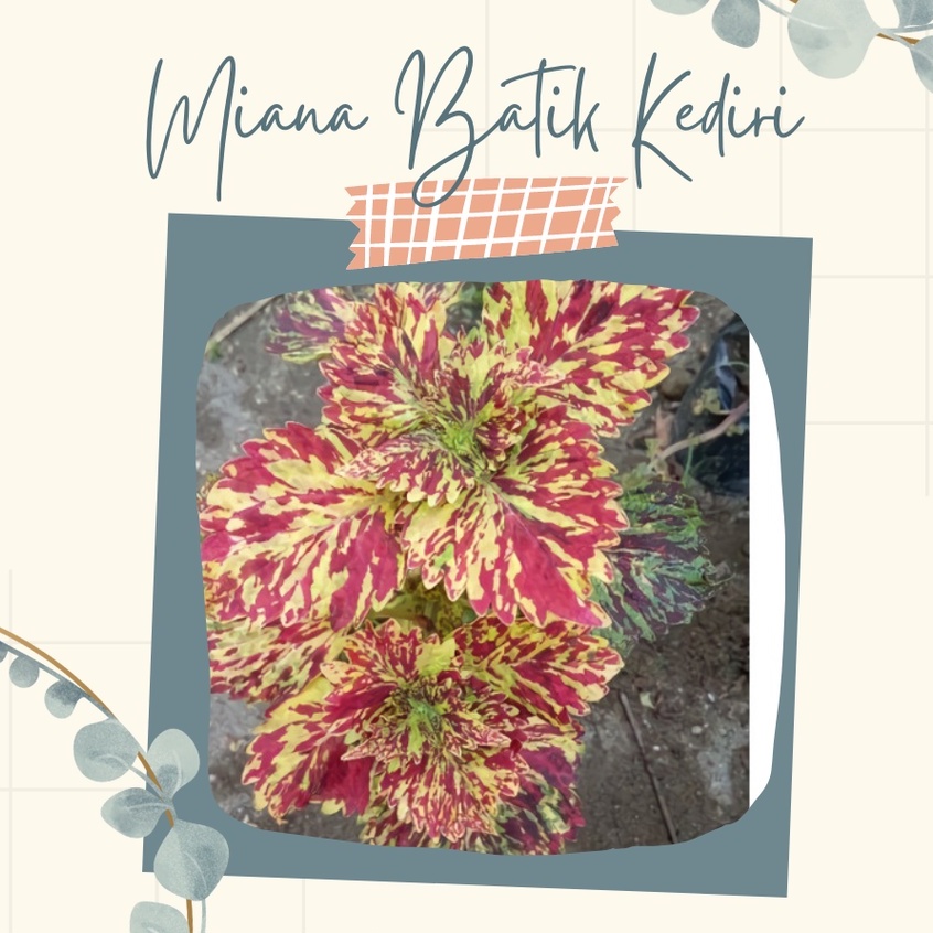 Tanaman Hias Miana Batik Betawi Bunga Miana Premium Batik Betawi Bunga Hias Miana Batik Betawi