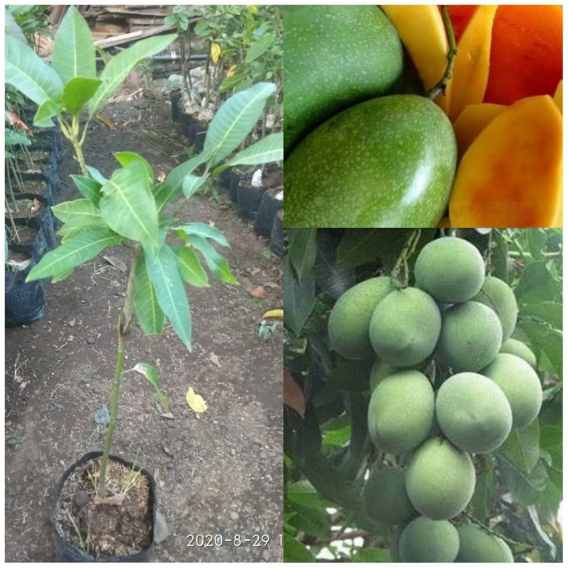 bibit mangga madu/manalagi