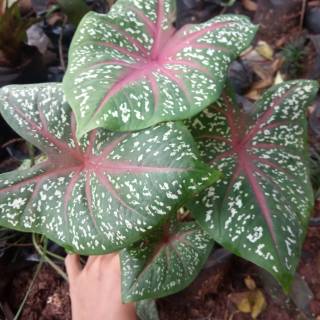 Tanaman hias keladi batik red Shopee Indonesia Tanaman hias keladi batik red Shopee Indonesia