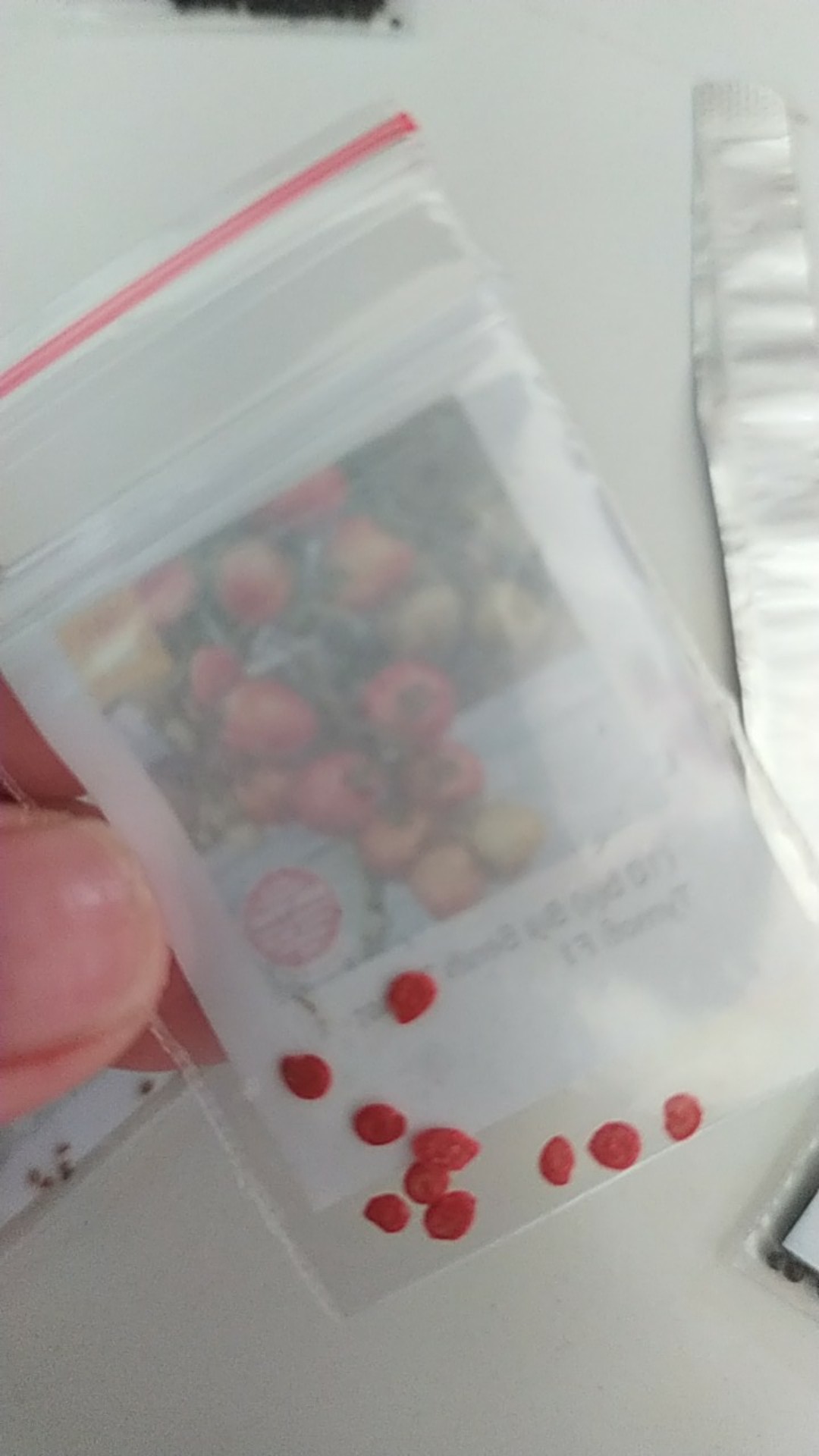 Biji Benih Tomat Tymoti F1