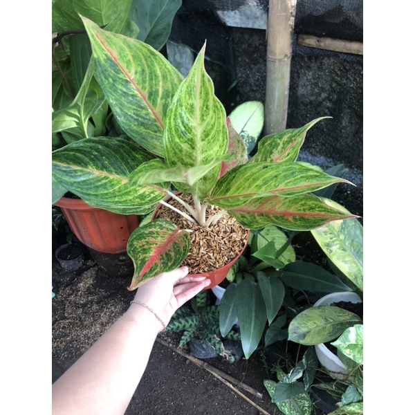 Aglaonema New Hybrid