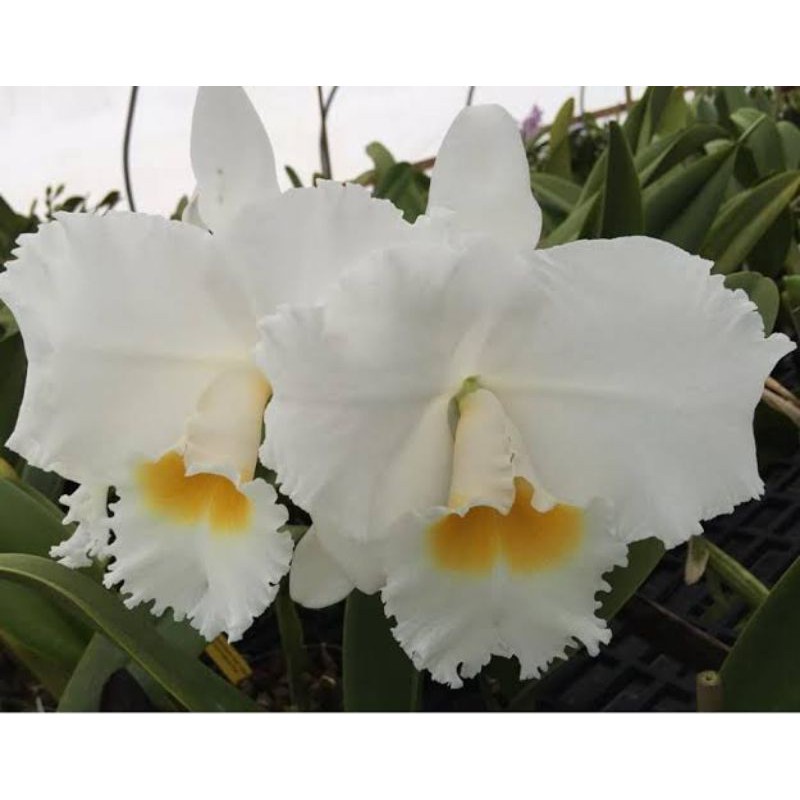 Anggrek Cattleya Blc Platinum Charm