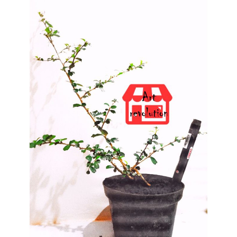 bahan bonsai hokianti daun micro/buah