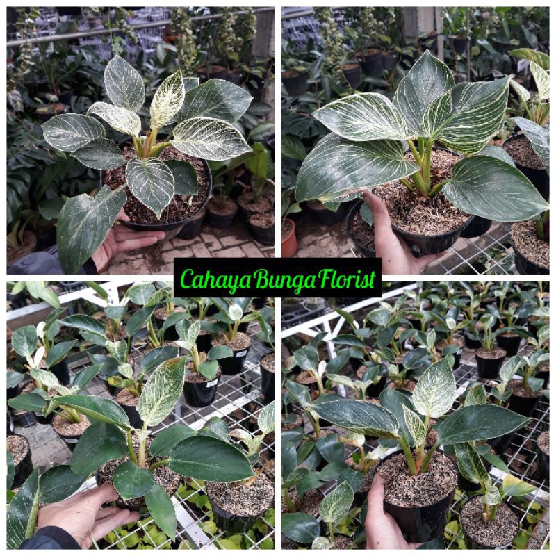 Philodendron Birkin-Tanaman Hias Philodendron Birkin