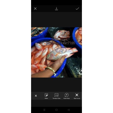 mujair nila merah segar 1kg