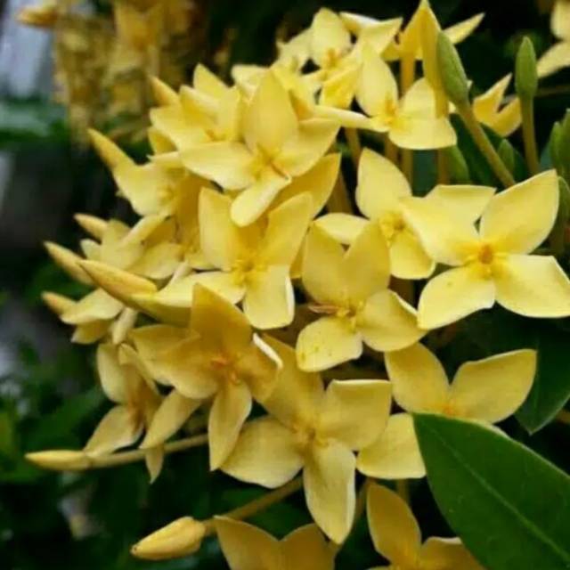 Tanaman hias asoka bunga kuning - asoka kuning