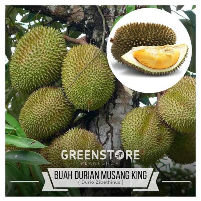 ASLI BIBIT DURIAN MUSANG KING ASLI