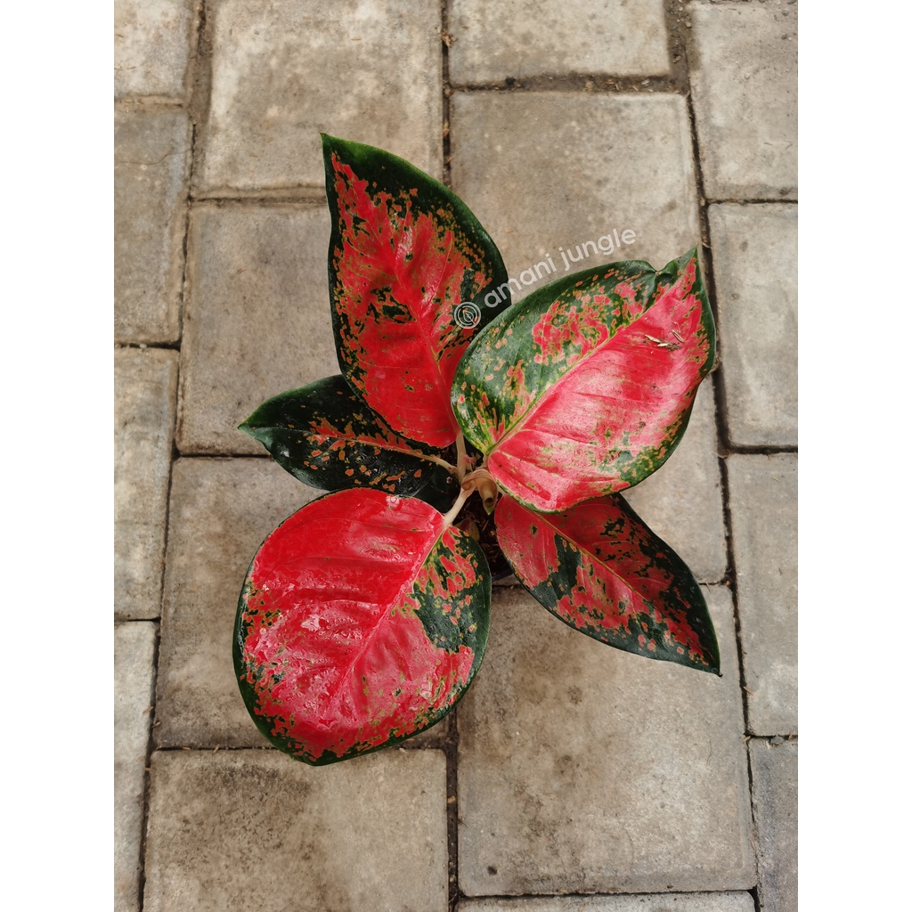 Aglaonema Suksom Batik