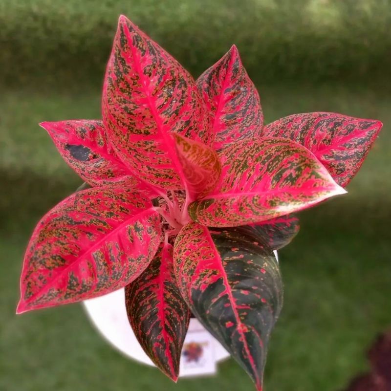 Aglonema reanita surya mutasi (Tanaman hias aglaonema reanita surya) - tanaman hias hidup - bunga hi