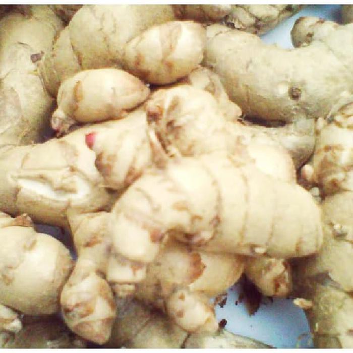 

Kunyit / Temu Putih 1Kg Segar Curcuma Zedoaria Order Langsung Panen