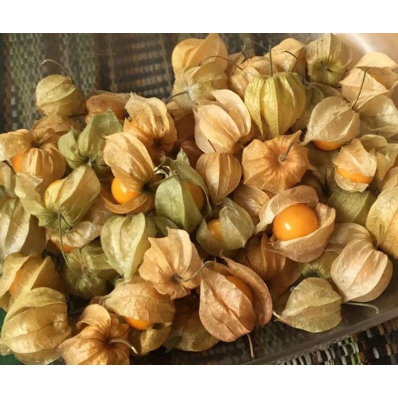 

Buah ciplukan 100 gram segar manis