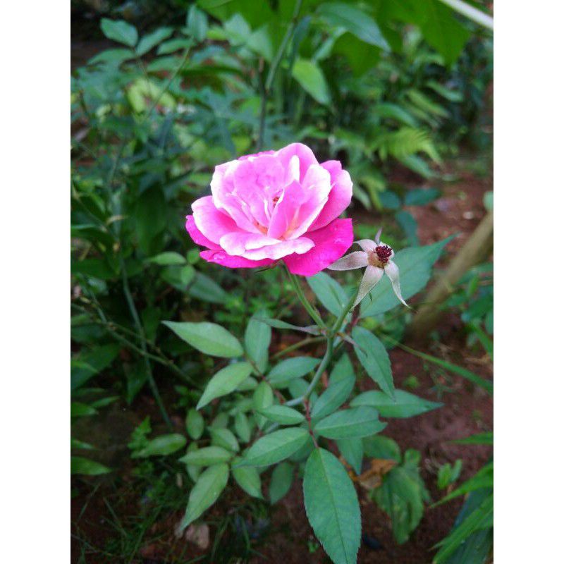 Bibit Stek Bunga Mawar Pink