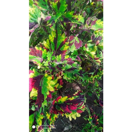 Tanaman hias miana premium rainbow daun runcing