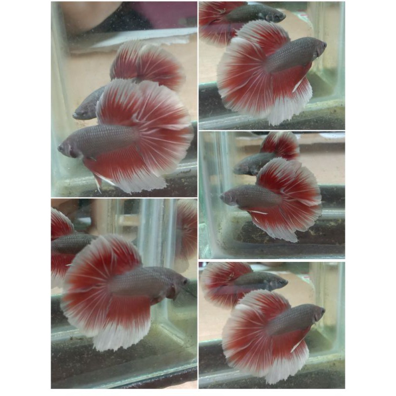 cupang HM red Cooper/real picture