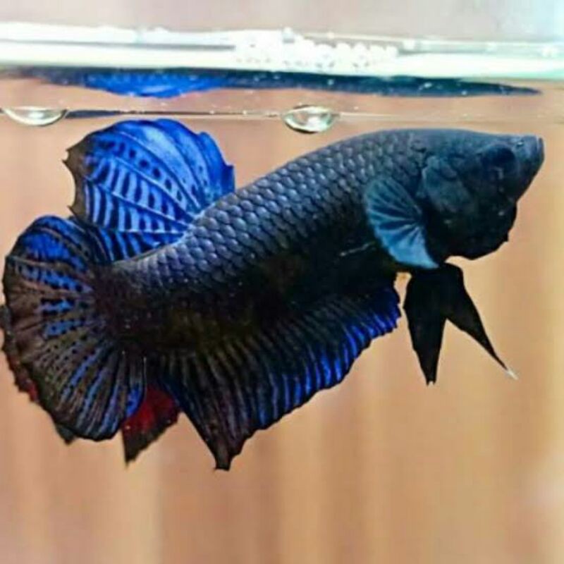 Big Game Aduan Sakai Ganas Import Big Games