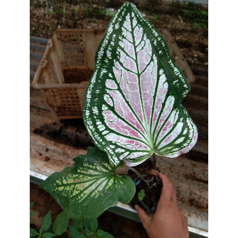 Tanaman hias keladi wayang-keladi wayang anakan