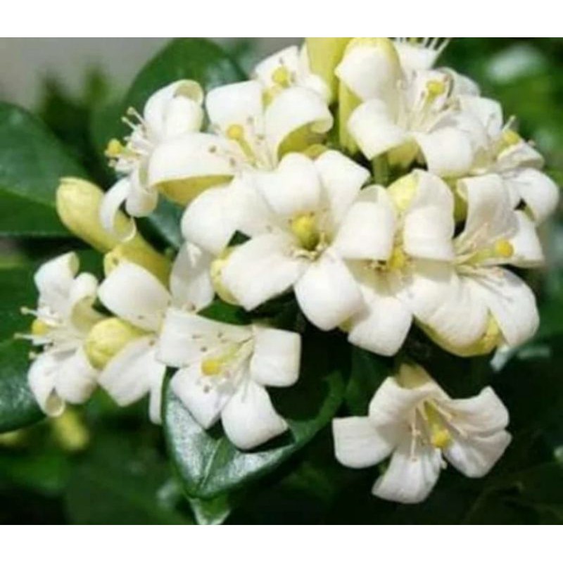 KEMUNING/ BAHAN BONSAI