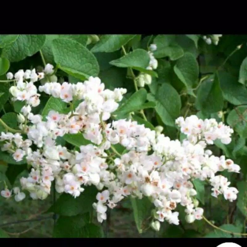 air mata pengantin bunga putih