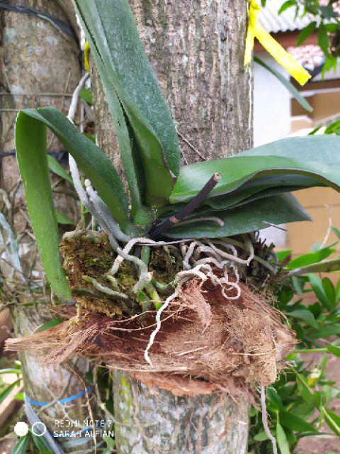 Anggrek Bulan Ukuran Jumbo Bangkok Super Shopee Indonesia Anggrek Bulan Ukuran Jumbo Bangkok Super Shopee Indonesia