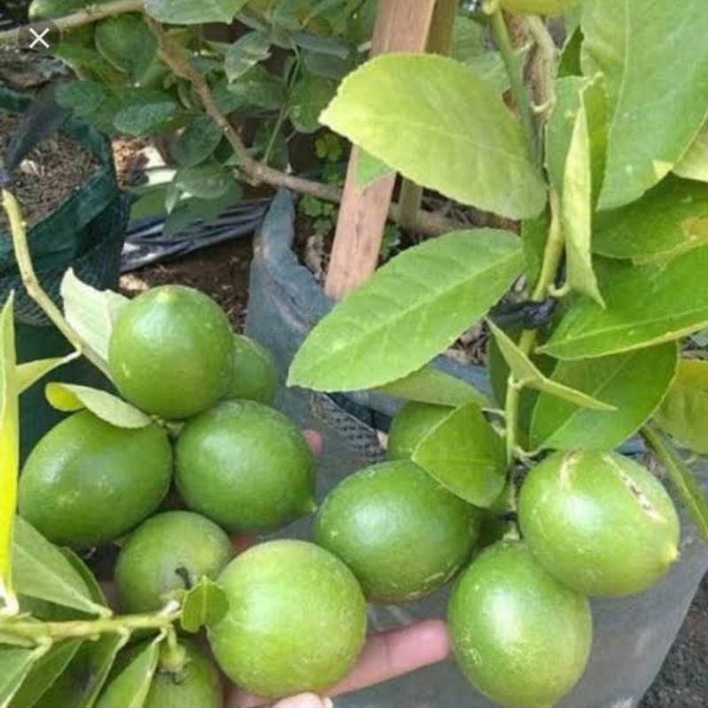 

Bibit Jeruk Lemon Tea Asli Produk Sendiri