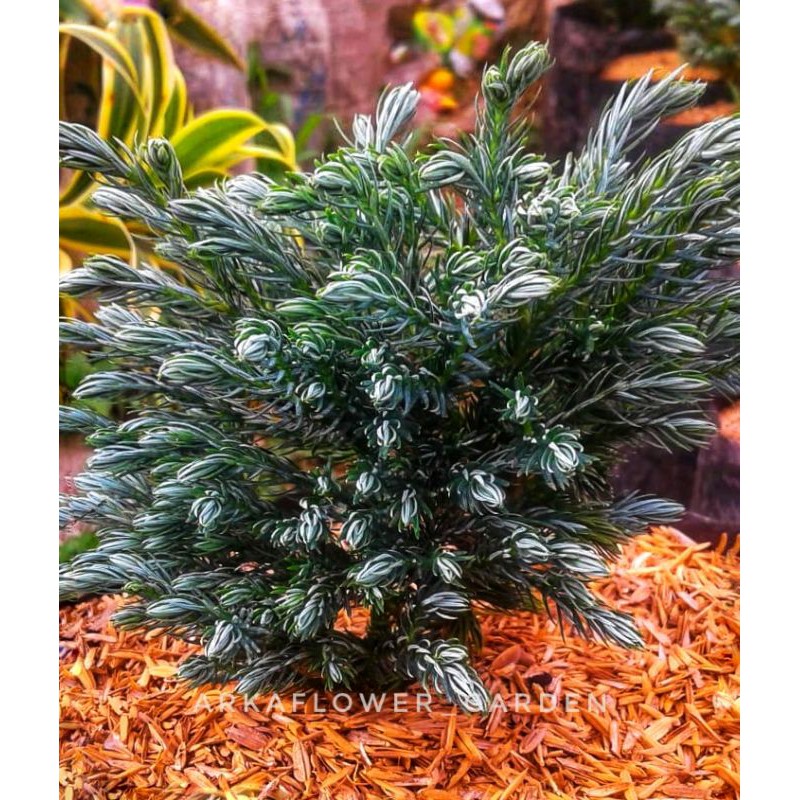 Cemara Salju/Cemara mini/Cemara embun/Cemara bahan bonsai