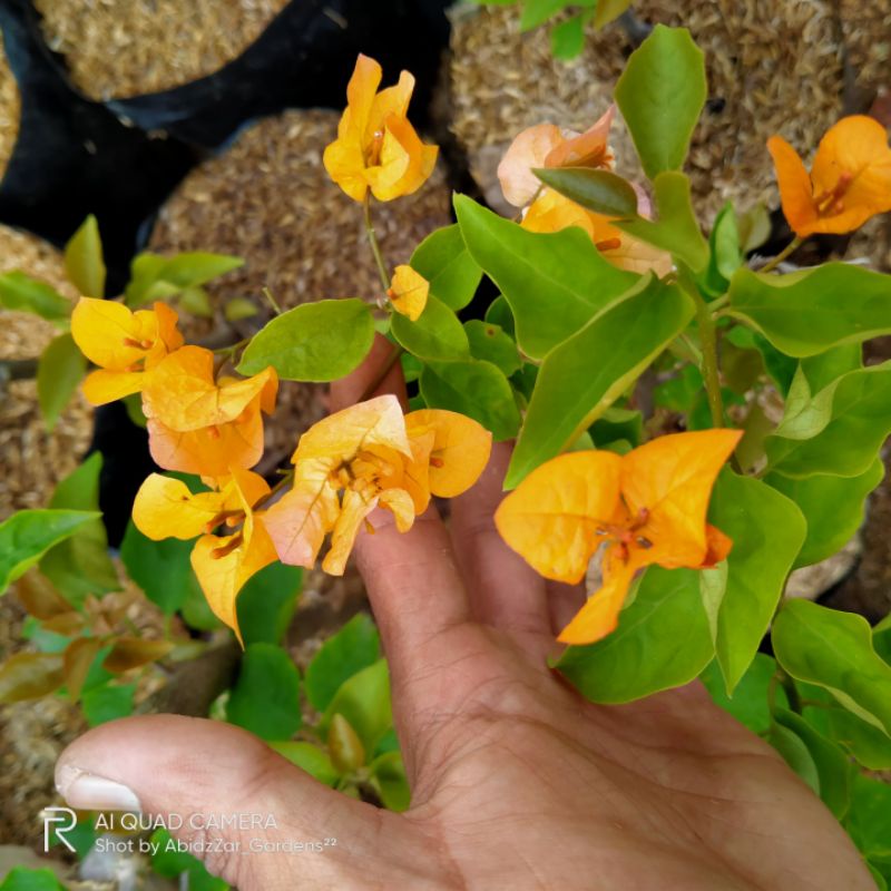 Bugenvile Kuning - Bunga Kertas - Bugenville Bunga Kuning