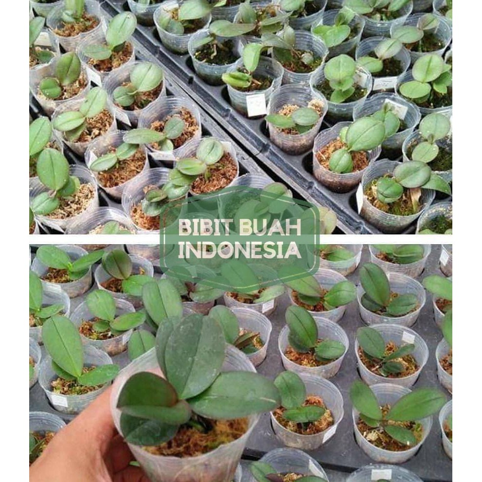 paket 5 seedling anggrek bulan Bunga Besar