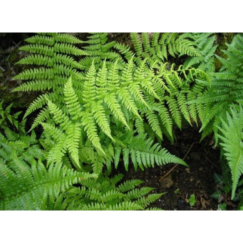 Tanaman pakis paludarium