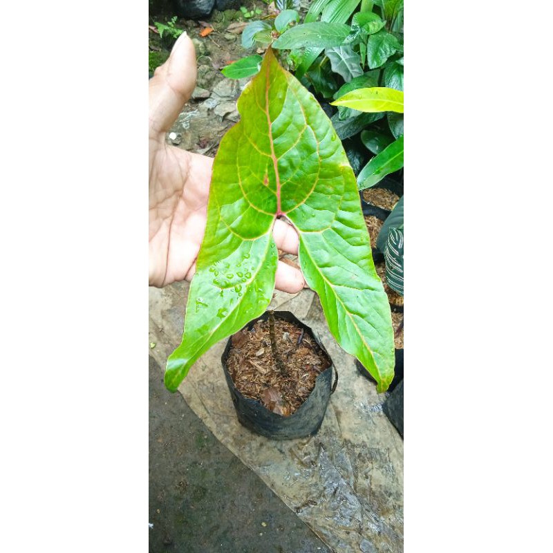 black zak caladium duri bonsay/alokasia red tanaman hias (cyrtosperma)