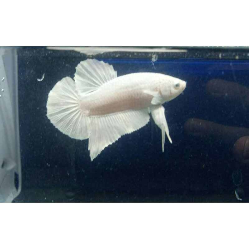 Cupang white platinum