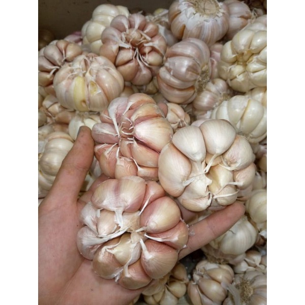 

Bawang Putih Banci/Honan 1kg