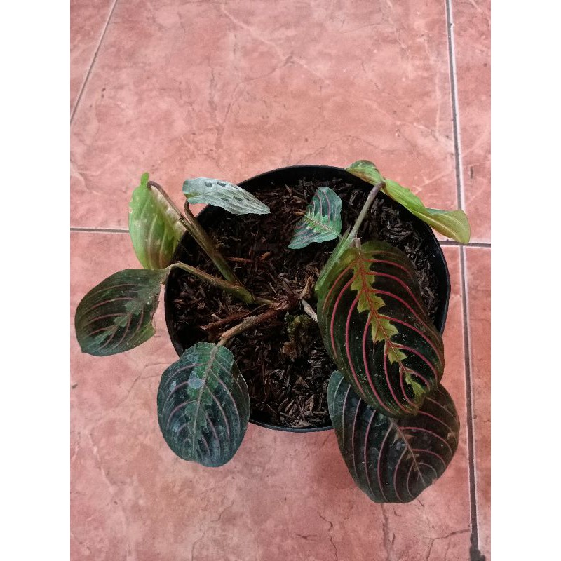 

Calathea maranta/kepiting