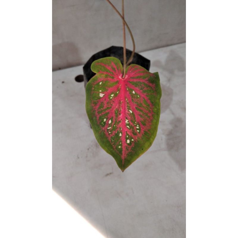 

Bunga Lance_Worten_Remaja