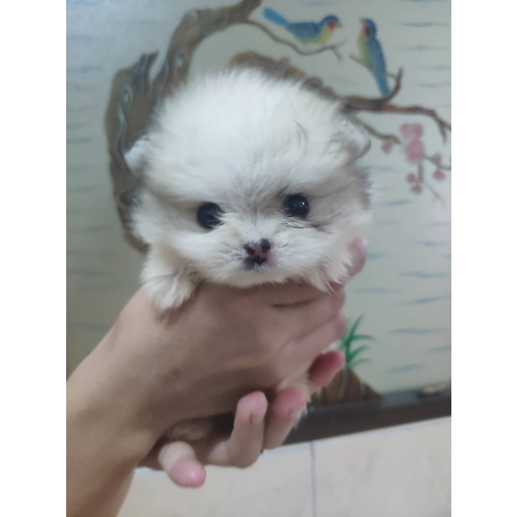 Minipom Stb Vaksin Microchip Super Mini Pom Pomeranian Ready / Open Booking Medan