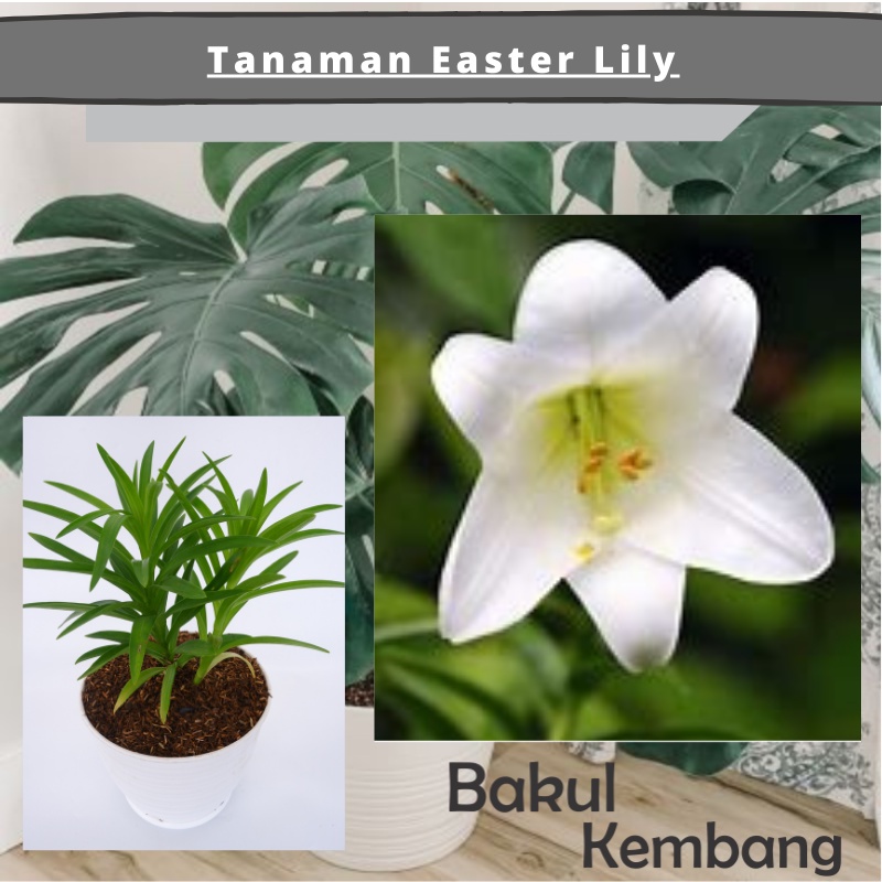 Tanaman hias easter lily BELUM BERBUNGA Bibit - BAKUL KEMBANG