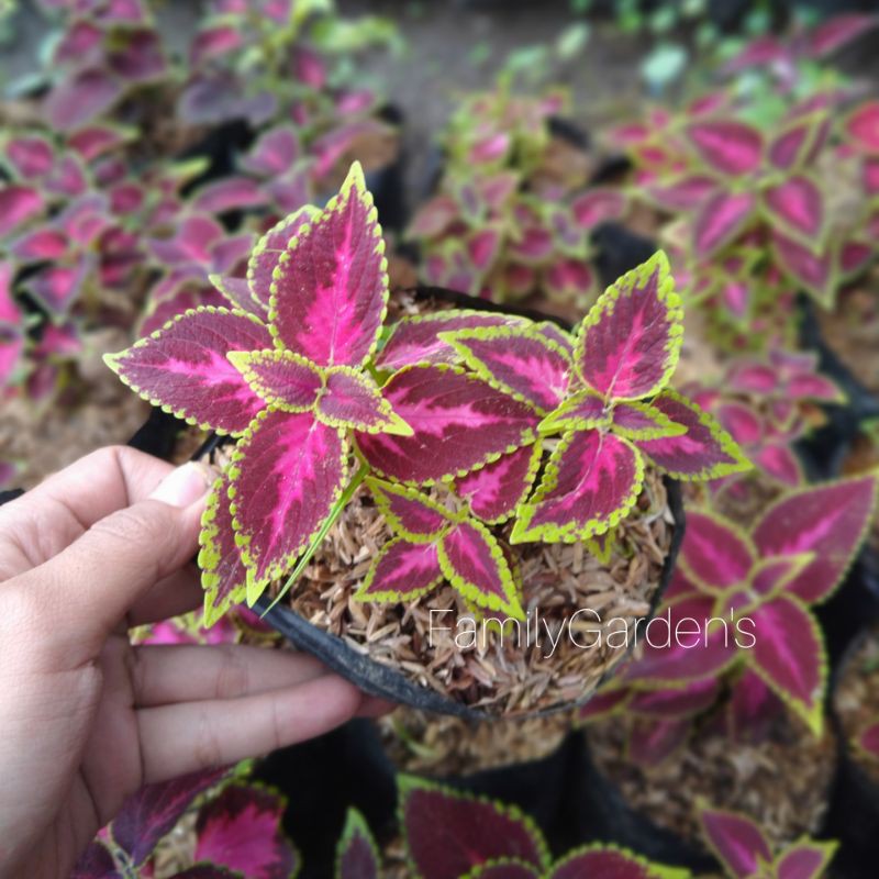 Tanaman Hias Miana / Jawer Kotok / Iler / Coleus