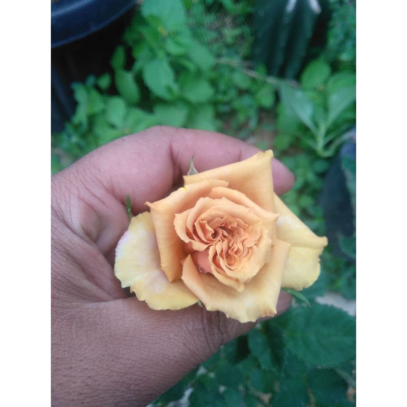 

PROMO!!!mawar import honey dijon