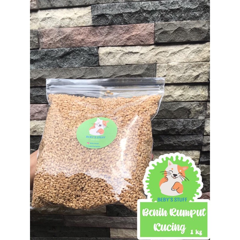 BIBIT BENIH RUMPUT KUCING WHEATGRASS GANDUM 1 KG