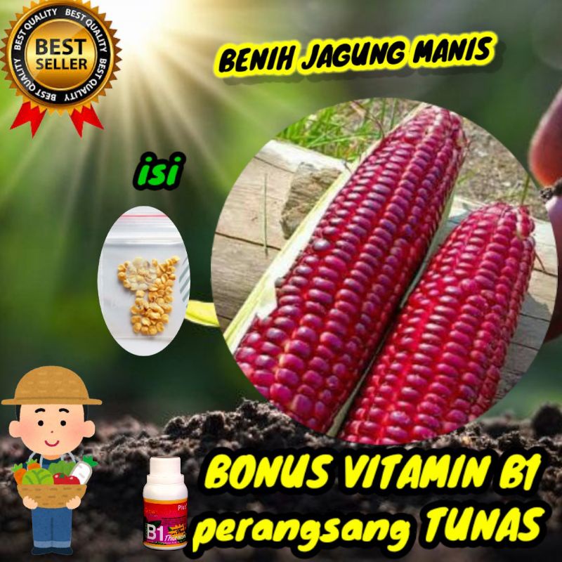 benih jagung manis f1