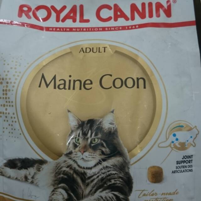 Maine coon adult 4 kg