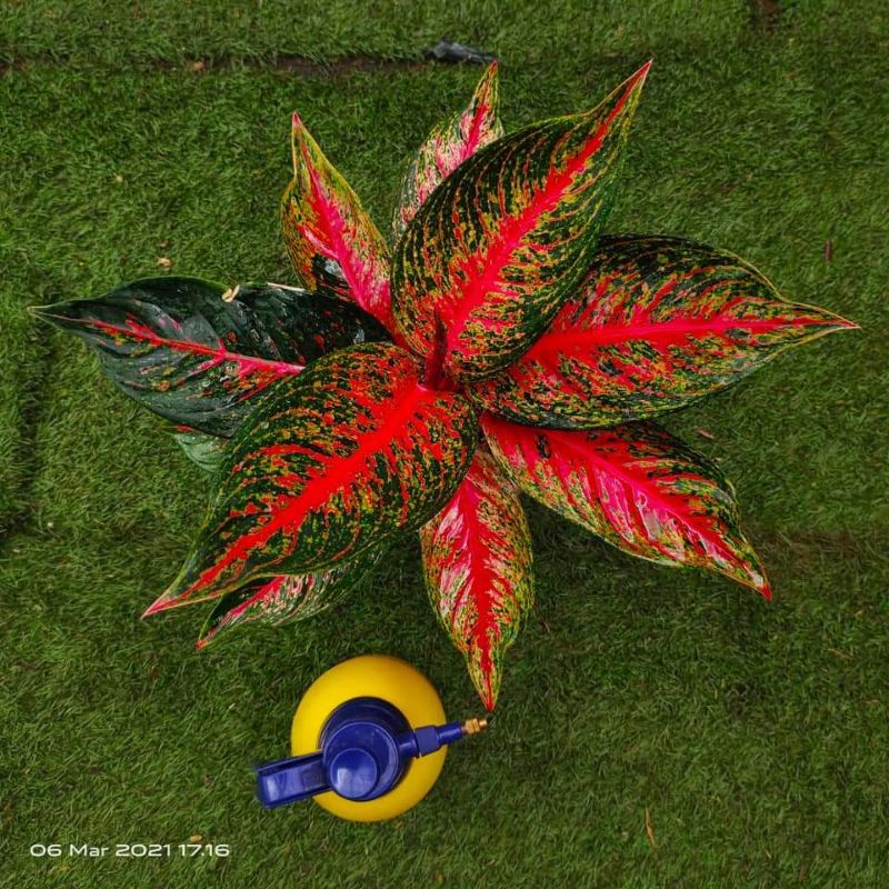 aglonema  HOT lady/hot flaming lady